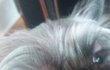 강아지 눈 주위가 부풀어요..ㅠㅠ 왜그런건지 알수있나요?