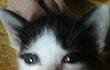 역변한 고양이 오서방(추가글)