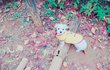 강아지 산책 주기?