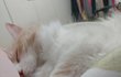 나도 고양이 있다 ㅎ