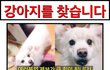 (대구) 강아지 찾습니다.