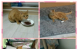 냥이 입양 계획중이신 분들은 꼭 한번 봐주세요( . .)