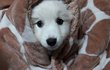 반려견때문에 고민이예요ㅠㅜ