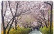 도곡동 양재천 벚꽃축제 4월 5∼9일