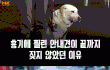 맹인안내견이 끝까지 짖지 않은 이유.jpg