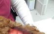 사이코패스한테친구강아지가당했어요