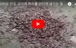 CG아님. 인도 강가에 먹이를 던지면 생기는 일