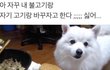 추가) 음식먹을때 강아지 눈치보는 사람 없냐