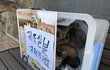 [청주] 누가 새끼고양이를 공원에 버리고 갔어요