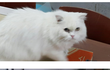 스코티쉬폴드 냥이 분양해요ㅜㅜ