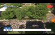 코피노 문제가 심각하다