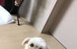 유기견 꼭 주인 찾게 도와주세요..ㅠ_ㅠ!