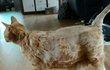 고양이 털밀었는디 망함 ㅠ