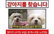 저희강아지 찾을수있게 도와주세요