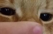 냥이 이빨봐ㅜㅜ