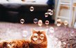 화보 모델로 완벽한 냥이