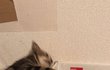 똥고양이 사진 모으는데 도와죠