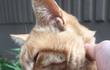 길냥이 금냥이랑 심심한데 그냥 밥주고 놀기