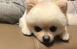포도와 거봉이의 일상13