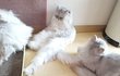 고양이 다리 원래 이럼??ㄷㄷ