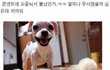 콘센트에 오줌눠서 집 불낸 강아지