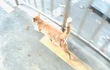 19금? 배부르니! 금냥아 행복한 고양이..