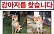 수원시 권선구 잃어버린 시바견을 찾습니다