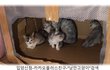 고양이 둘째나 셋째 데려올 예정인 분 계신가요?