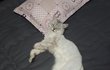 즤집 고양이 사진 살짝 올려놓고 갑니다