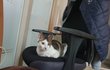 집냥이 생선 줘도 되나요??