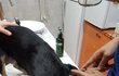 어미와 새끼들 검진 다녀왔습니다