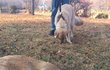 강아지를 잃어버렸을 때의 대처법 알아보기