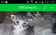 고양이) 반복출산학대범 무허가 가정업자가 있습니다