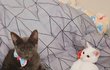 두부랑 후추 보고가세요  ꒰◍ˊ◡ˋ꒱ [2]