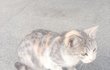 이 길냥이 엄청 예쁘지 않나요..ㅜㅜㅜ