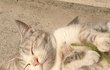 강아지풀과 함께 있는 고양이ㅜㅜㅠ