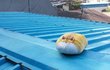 고양이 쿠션을 내 손으로 직접 만들어봤어!! 귀여운지 한번 봐줄래!? ㅎㅎ