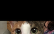 고양이 자랑좀 하께 2(*´ω`*)