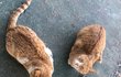 고양이 사료 간식 주는거 ㅠㅠ