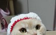 쩍벌냥 자랑 대회^^