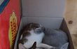 [콩이와 흰둥이]-외출냥이