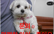 유기견 임보스토리1편