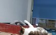 [콩이와 흰둥이]-외출냥이