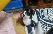 고양이 매미 근황