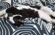 고양이 매미 근황