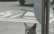 [콩이와 흰둥이]-외출냥이