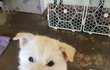 2주 임보처 찾습니다