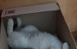 [콩이와 흰둥이] 외출냥이