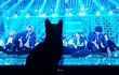우리 냥 아미냥