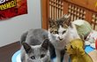 [콩이와 흰둥이] 외출냥이